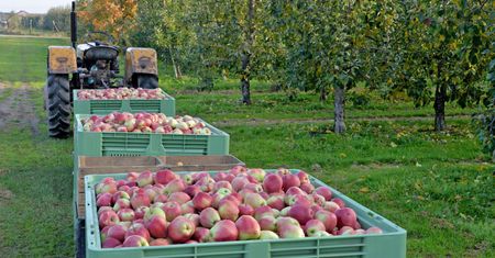 Nawet 600 zł dniówki, ale rąk do pracy brakuje