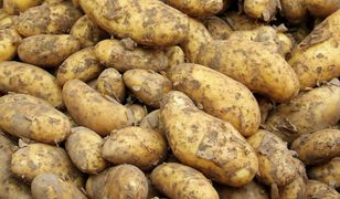 Nie tylko krzywe buraki. Lidl kupuje "nadprogramowe" ziemniaki