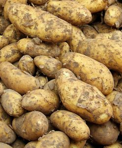 Nie tylko krzywe buraki. Lidl kupuje "nadprogramowe" ziemniaki