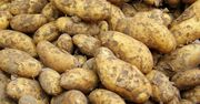 Nie tylko krzywe buraki. Lidl kupuje "nadprogramowe" ziemniaki