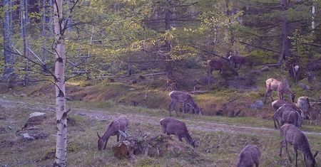 Co się dzieje, gdy nie ma ludzi? Niezwykłe zdjęcie z Karkonoskiego Parku Narodowego