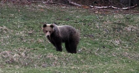 Niedźwiedź zaatakował. Policja ostrzega przed zagrożeniem w Bieszczadach