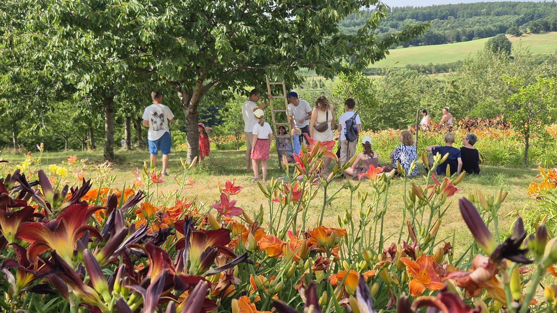 Czereśnie w Arboretum Wojsławice