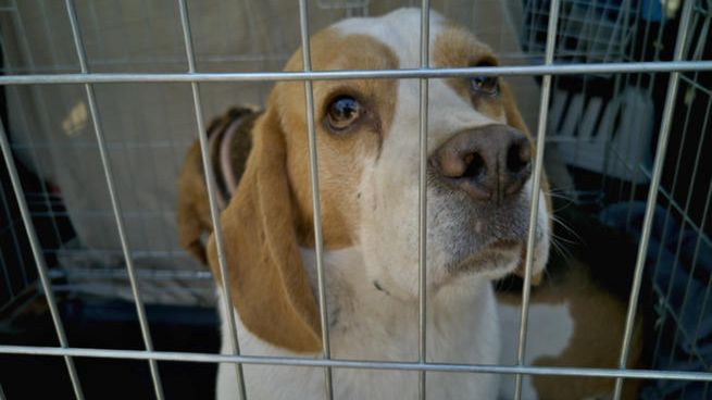 Dramat zwierząt w gminie Kartuzy. Znaleziono ponad 100 martwych psów