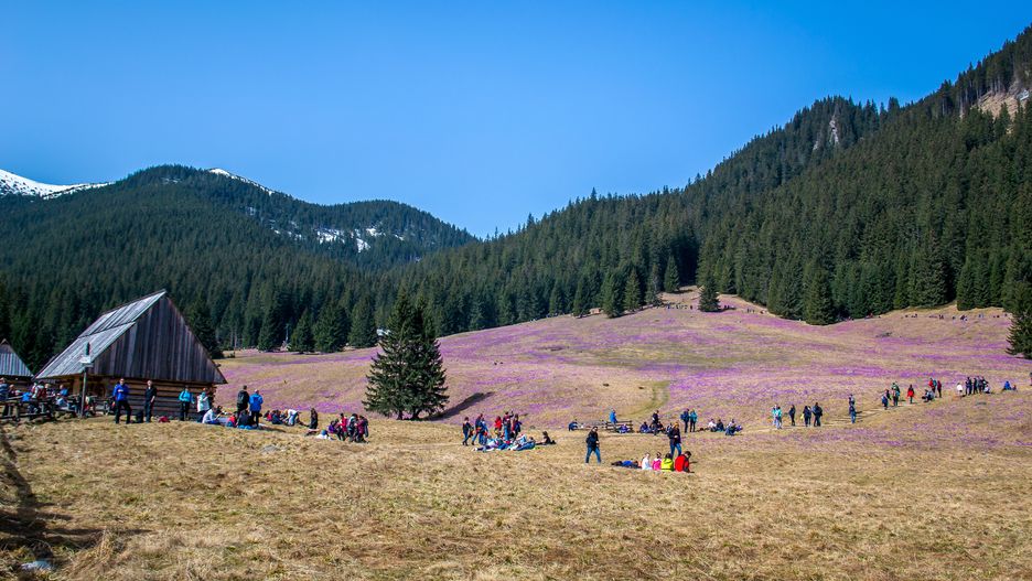 Tłumy turystów przebywają w sezonie letnim na Dolinie Chochołowksiej 