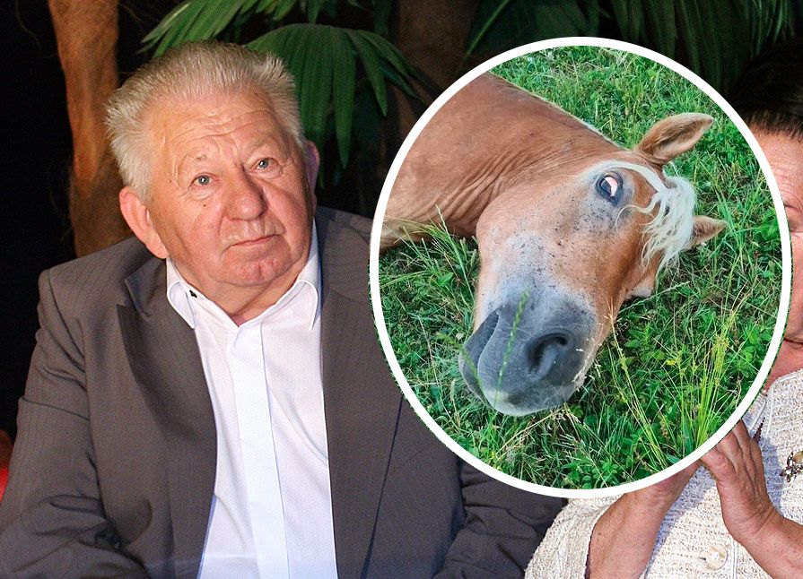 Ekostraż donosi, że Gucwiński przyznał się do zaniedbania konia