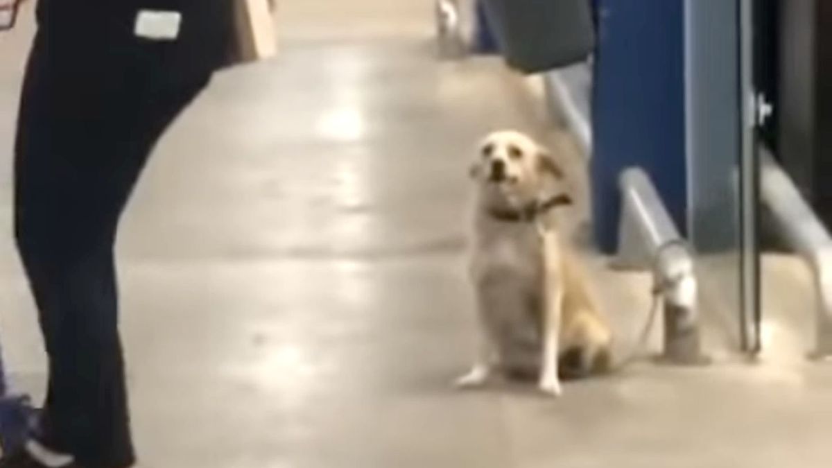 Piesek machający łapką do klientów. 