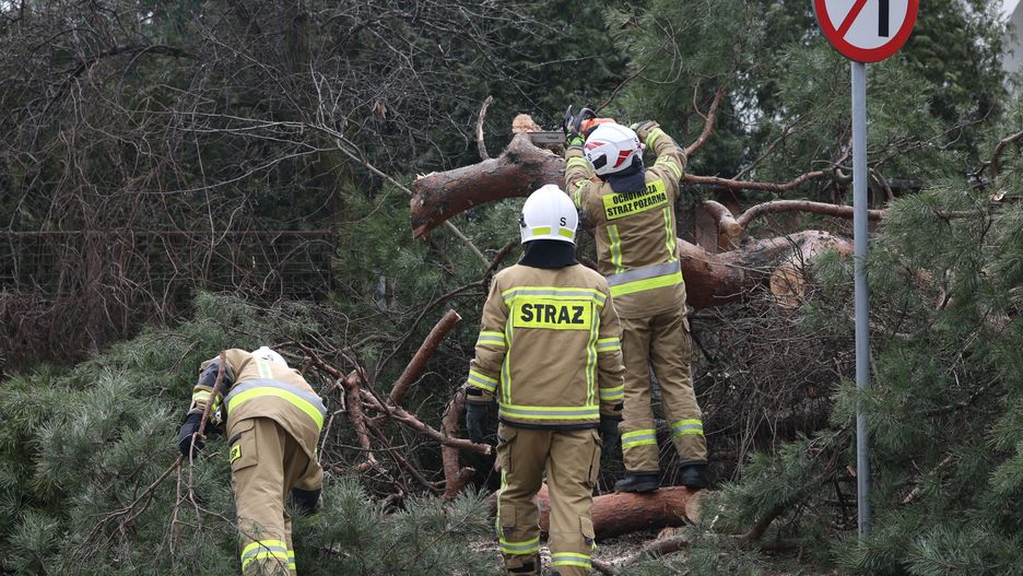 usuwanie skutk�w wichuryWarszawa, 19.02.2022. Stra�acy usuwaj� powalone przez wichur� drzewa w warszawskiej Falenicy, 19 bm. (amb) PAP/Leszek Szyma�skiLeszek Szyma�skiorkan, pogoda, silny wiatr, szkody, wiatr, wichura, zniszczenia