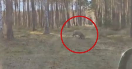 Niecodzienne spotkanie w lesie. Jest nagranie