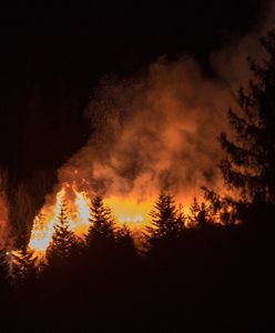 Strażacy walczą z pożarem Biebrzańskiego Parku Narodowego. Akcję utrudnia susza i silny wiatr