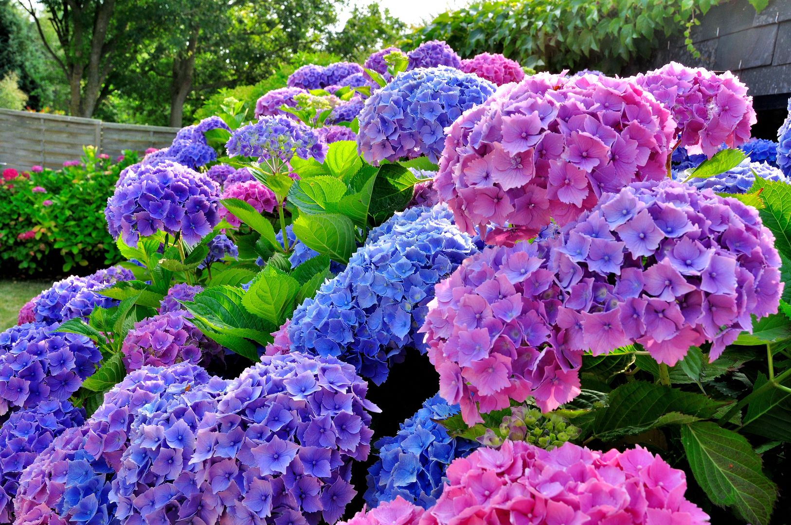 hortensias, fleurs d'hortensia, boules d'hortensias, décoration, fond d'écran, poster, arbrisseau, beauté, belle, bleu, brousse, couleur, délicat, détail, extérieur, feuille, fleur, fleurir, floral, fond, forme, frais, hortensia, jardin, jardinage, joli, lumineux, macro, nature, plante, pluriannuel, pétale, romantique, rose, saison, saisonnier, summer, time, texture, velouté, vert, vie, violette, branches, feuillage