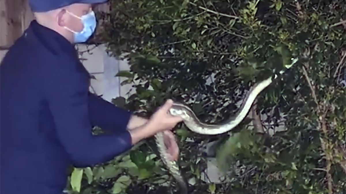 Węża udało się sprawnie wyciągnąć z pobliskich krzaków