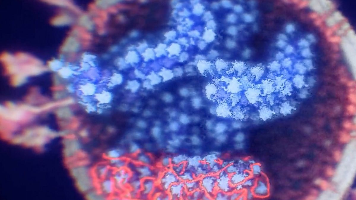 Naukowcy zidentyfikowali potencjalnych nosicieli niebezpiecznych wirusów