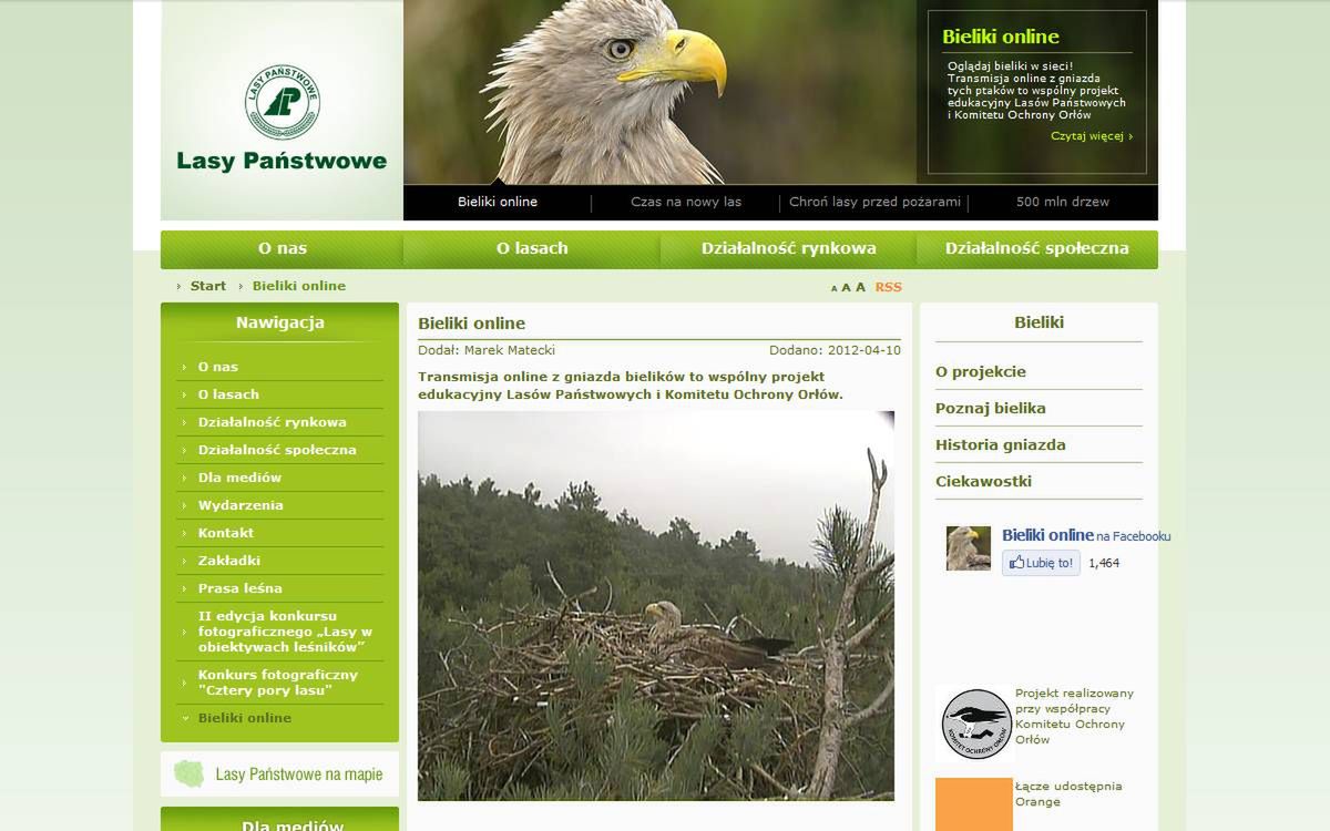 Bieliki w Sieci. Transmisja online z gniazda największych polskich ptaków 2