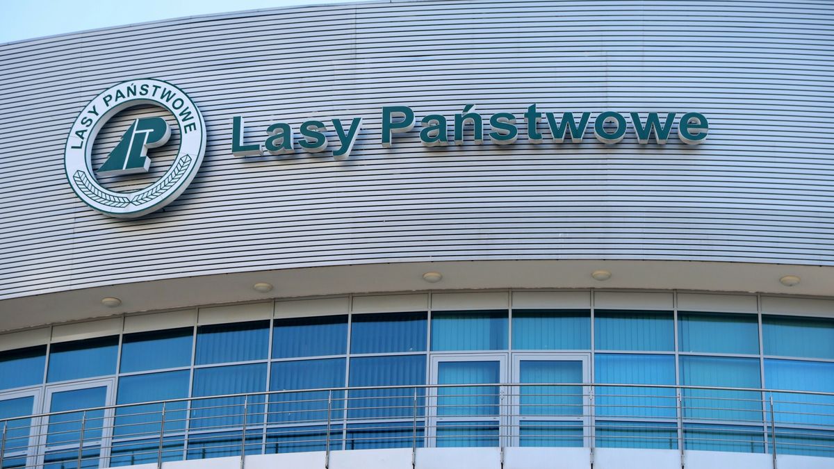 Lasy Państwowe. Są wstępne wyniki audytu. Sprawdzono, jak wydawano pieniądze