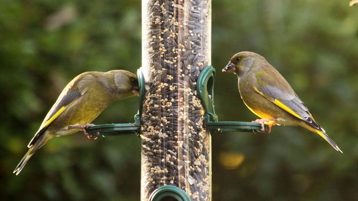 Karmniki dla ptaków – wybieramy najlepsze modele 1