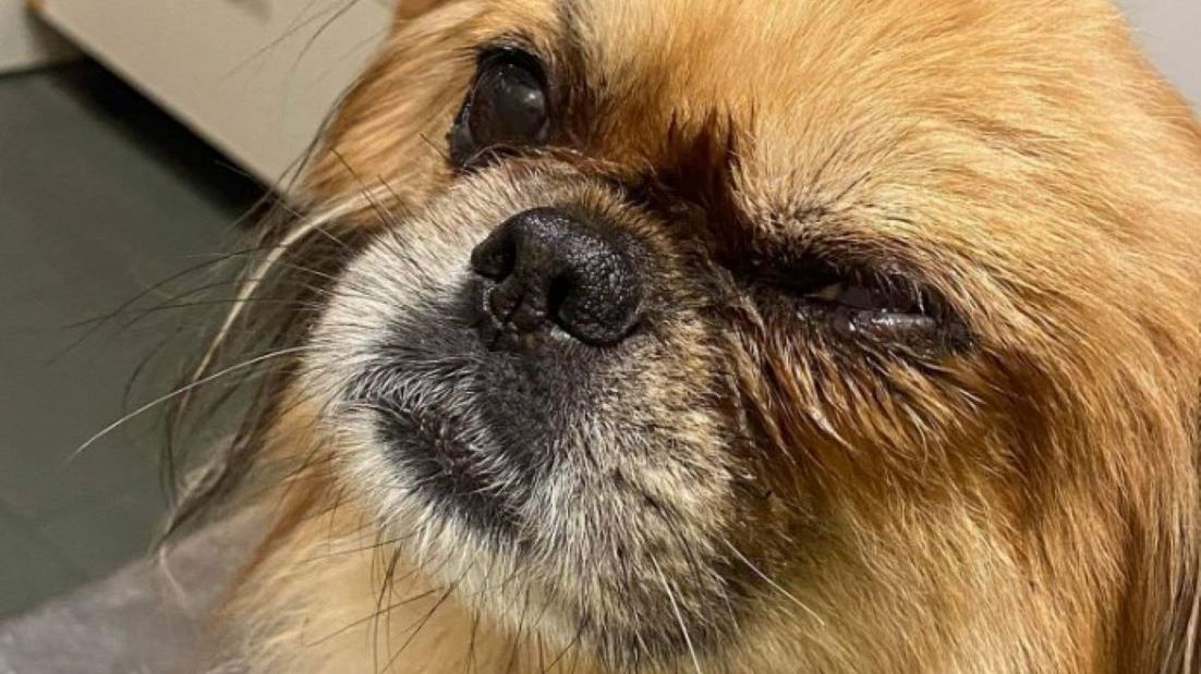 Nad psem miał znęcać się 12-latek 