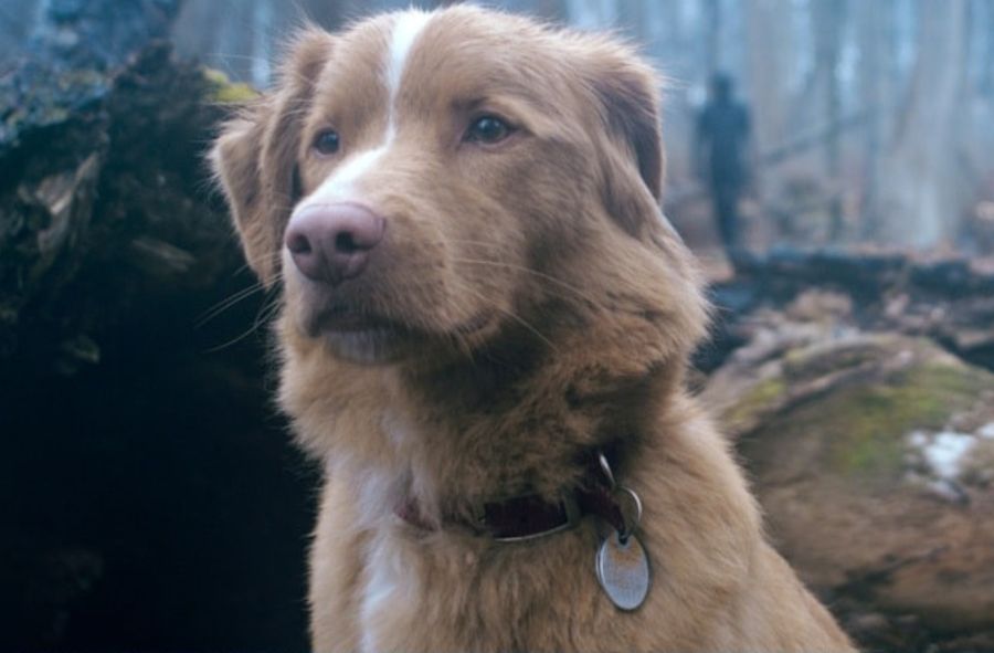 "Good boy" - co wiadomo o filmie?