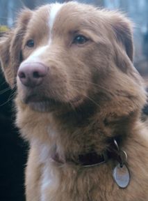 Film "Good boy" muszą obejrzeć psiarze. Nie zgadniecie powodu