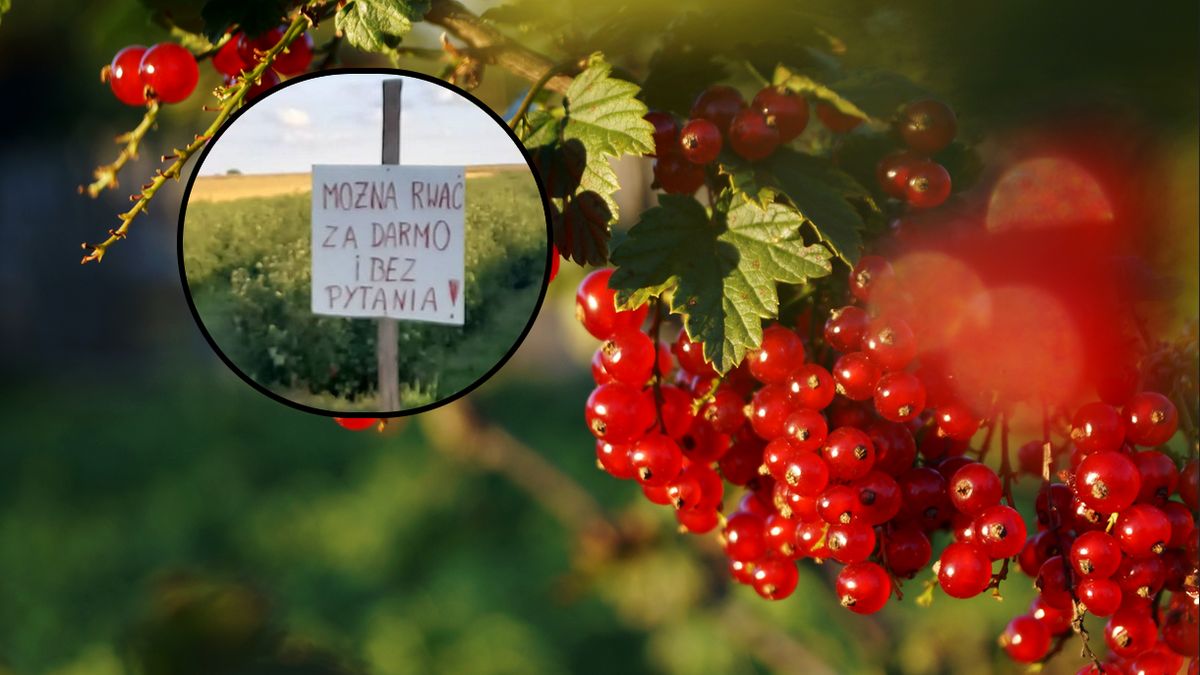 Rolnik ogranicza straty