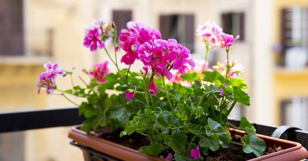 Pelargonie przetrwają majowe przymrozki. Niezawodny trik za grosze