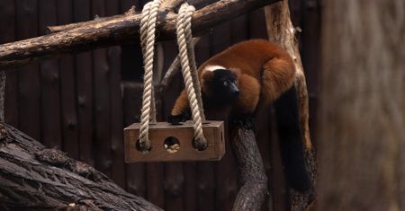 Szamoca, Adoany i Igo lemury wyginają śmiało ciało w płockim zoo!