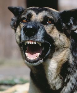 Pies zaatakował domowników. Interweniował policjant