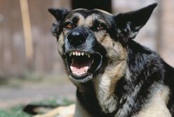 Pies zaatakował domowników. Interweniował policjant