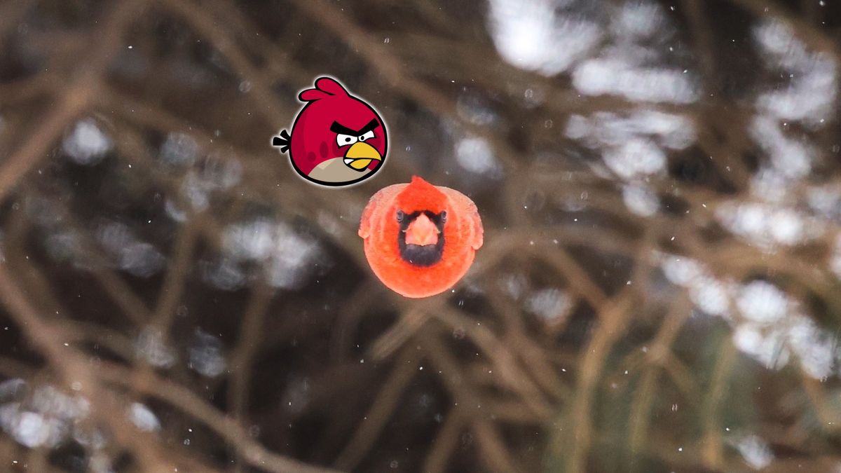 Kardynałek na zdjęciu do złudzenia przypomina bohatera gry Angry Birds.