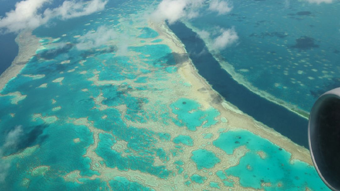 Wielka Rafa Koralowa