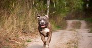 Amstaff zagryzł małego psa i pogryzł nastolatkę. Błagała o pomoc