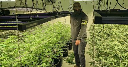 Wielka plantacja pod Chełmnem! Policja zabezpieczyła 158 sadzonek i ponad 8 kg narkotyków