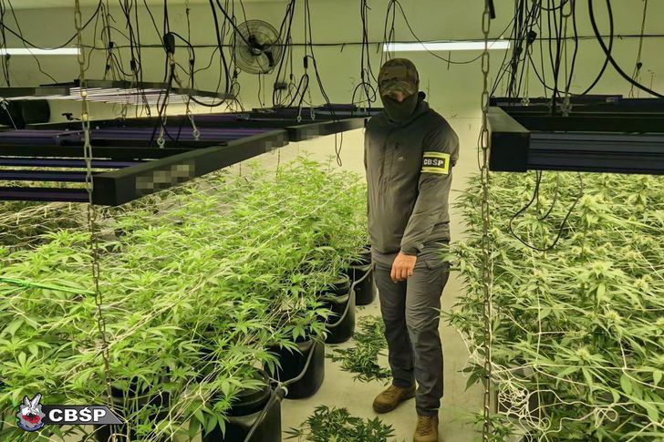 Wielka plantacja pod Chełmnem! Policja zabezpieczyła 158 sadzonek i ponad 8 kg narkotyków