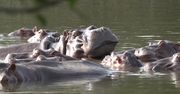Hipopotamy Pablo Escobara. Zagrażają ekosystemowi Kolumbii