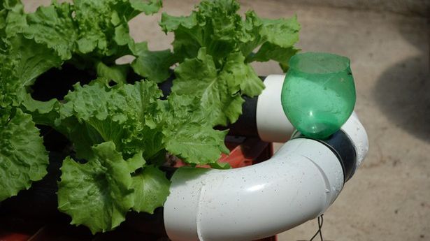 Hydroponika - uprawa roślin bez ziemi 1