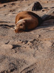 Smutek nad Bałtykiem. Morze wyrzuciło na plażę 57 martwych zwierząt 😭