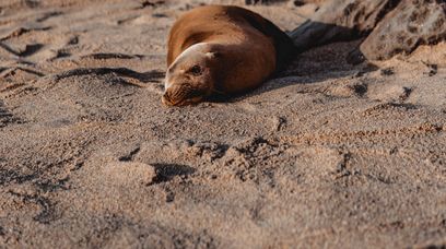 Smutek nad Bałtykiem. Morze wyrzuciło na plażę 57 martwych zwierząt 😭