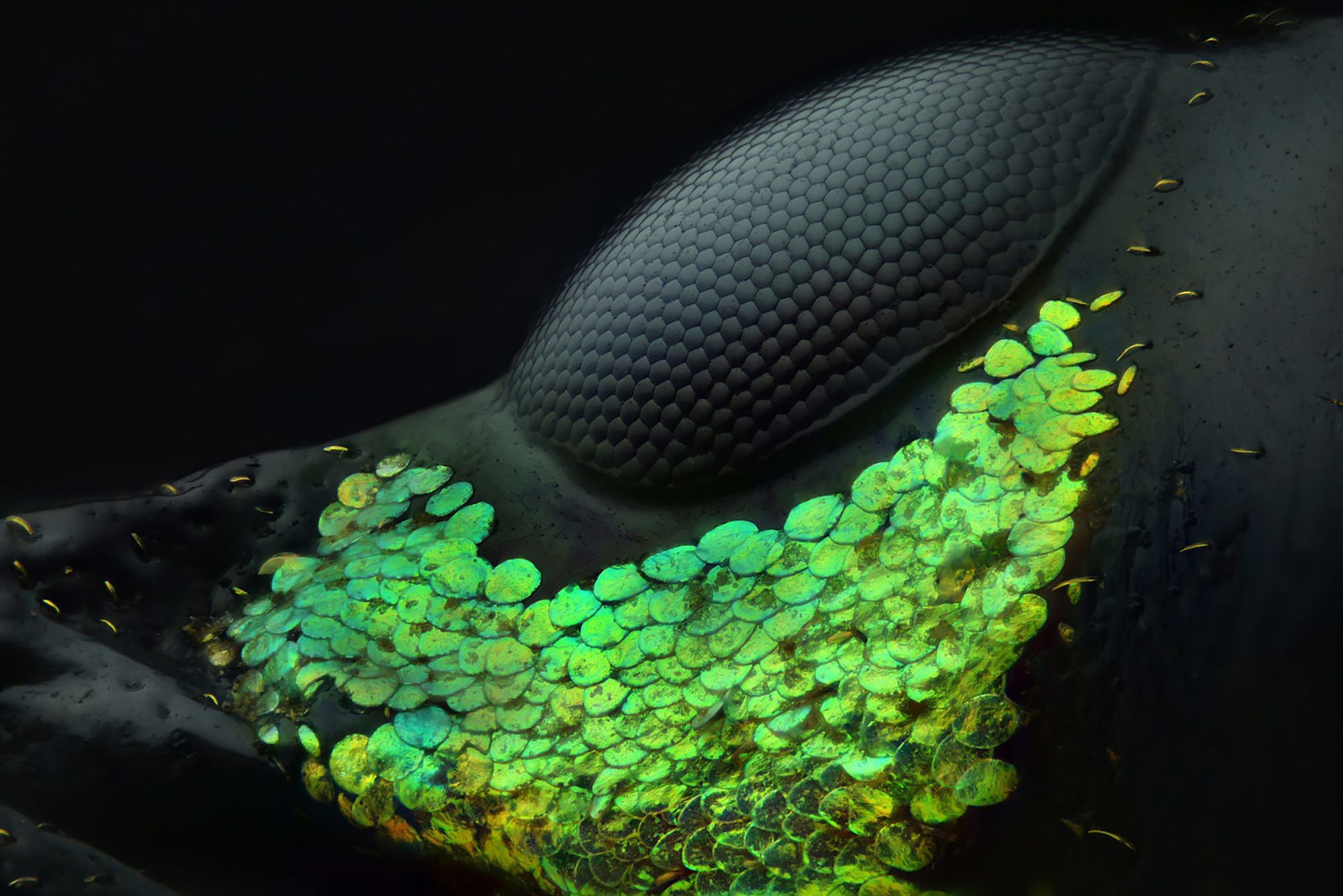 Niesamowity świat widziany z bardzo bliska - Nikon Small World 2018 1