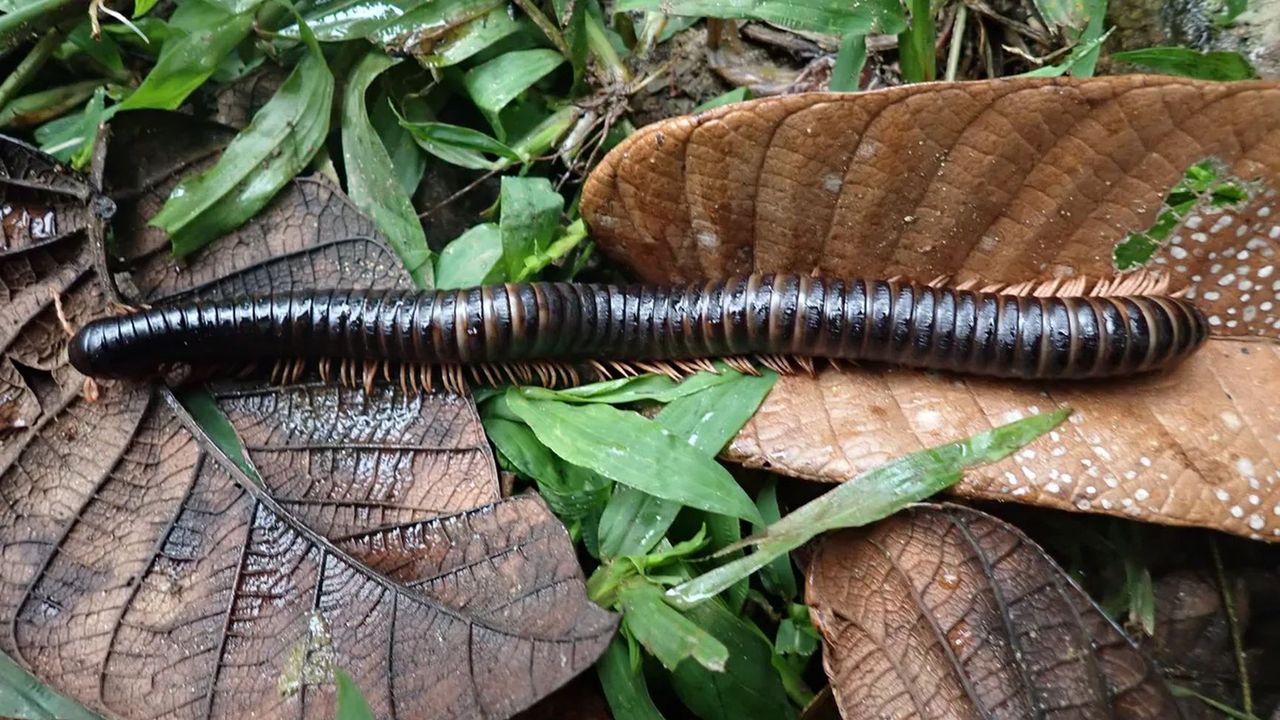 Madagascar's lost giant millipede rediscovered after 127 years