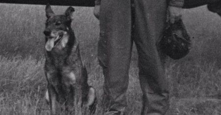 Historia psa, który stał się legendą II wojny światowej