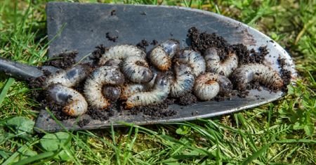 Żerują w ziemi. Wylej w ogrodzie, a znikną co do jednego