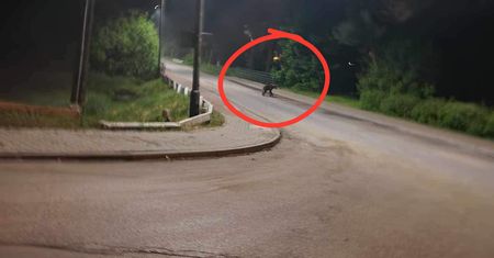 Niecodzienny widok w Jordanowie. Ostrzeżenia dla mieszkańców