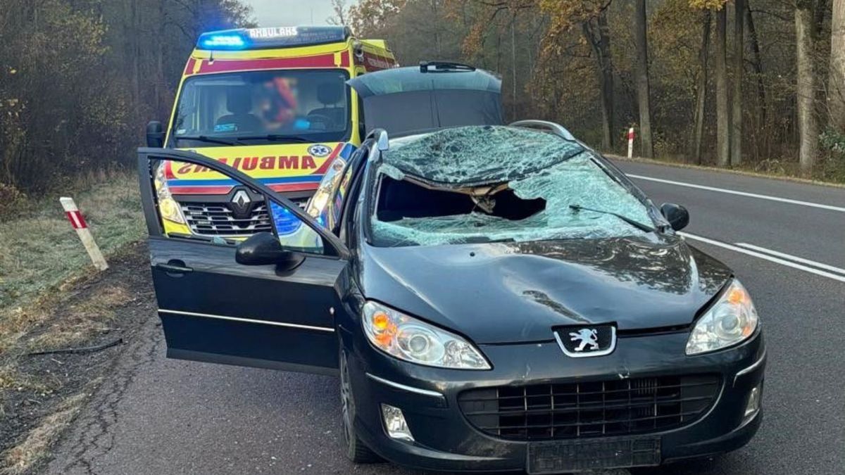 Kierowca uderzył w łosia. Zwierzę nie przeżyło