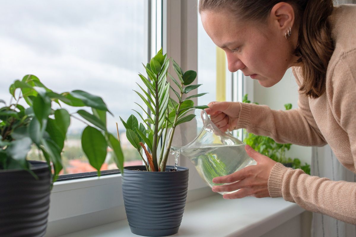 Revolutionize your garden with this unique two-ingredient fertilizer recipe from your kitchen