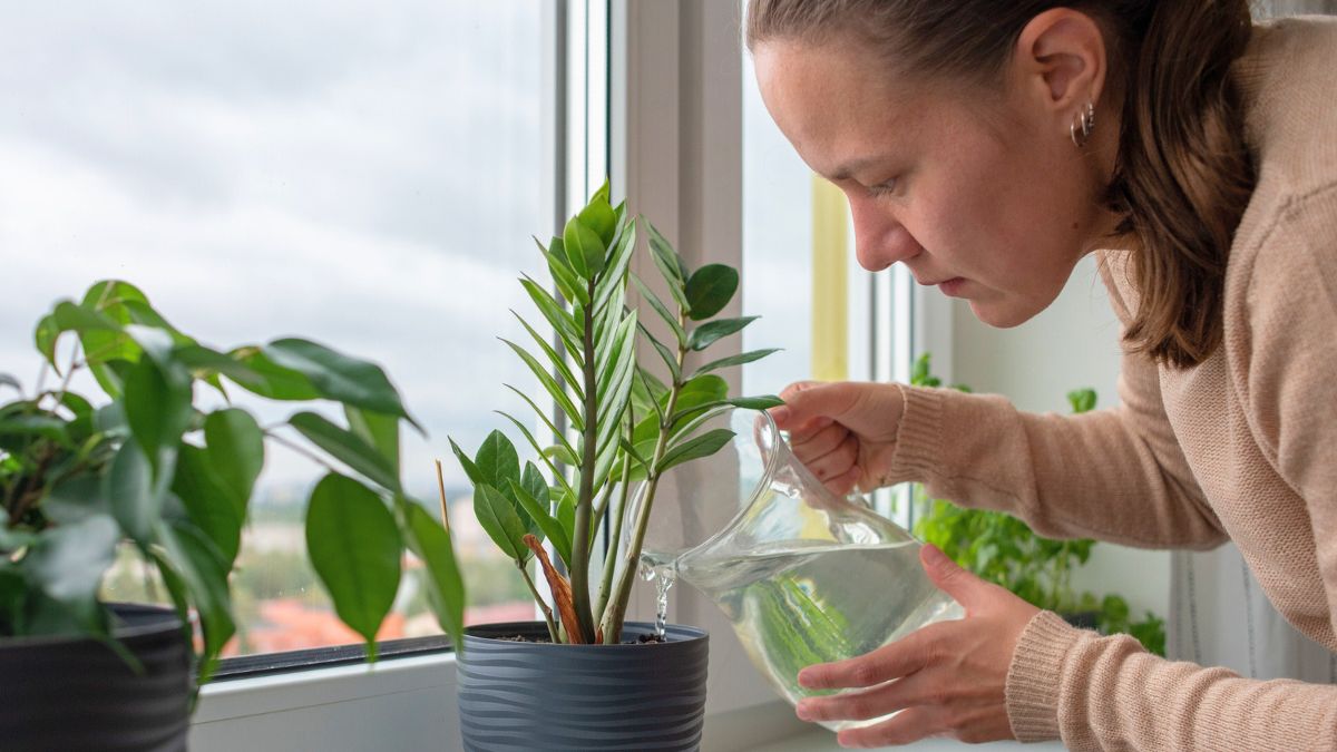 Kobieta podlewa kwiaty 