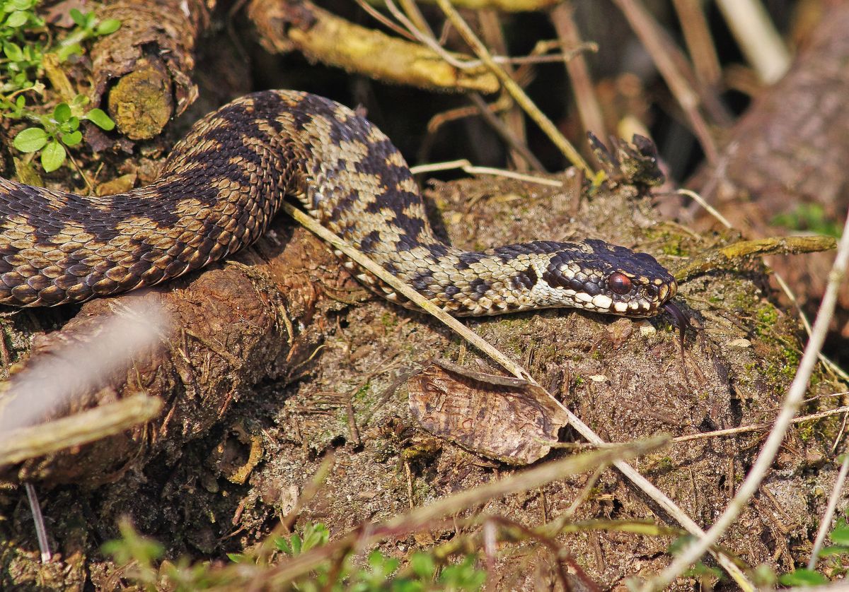 Żmija zygzakowata (Vipera berus)