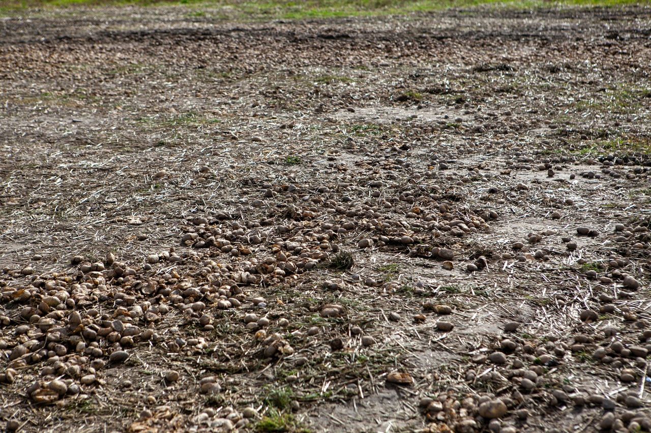 Kujawsko-Pomorskie: Nadwyżka ziemniaków przemysłowych. Rolnicy apelują o skup