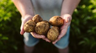 Milion ton nadwyżki ziemniaków. Co z dopłatami?