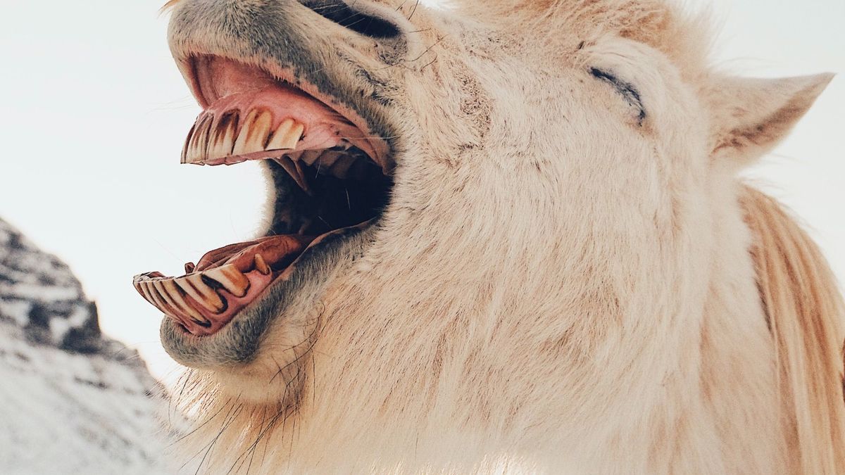 Koń się uśmiał ;)