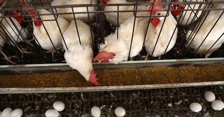 Alarm branży drobiarskiej: grypa ptaków w Polsce bardzo prawdopodobna